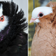 Illustration for article titled What Pigeons Teach Us About Convergent Evolution